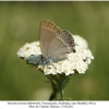 satyrium acaciae abdominalis shamkir a